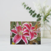 Postkarte von Star Gazer Lily (Stehend Vorderseite)
