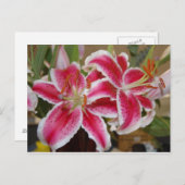 Postkarte von Star Gazer Lily (Vorne/Hinten)