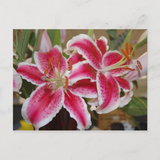 Postkarte von Star Gazer Lily (Vorderseite)