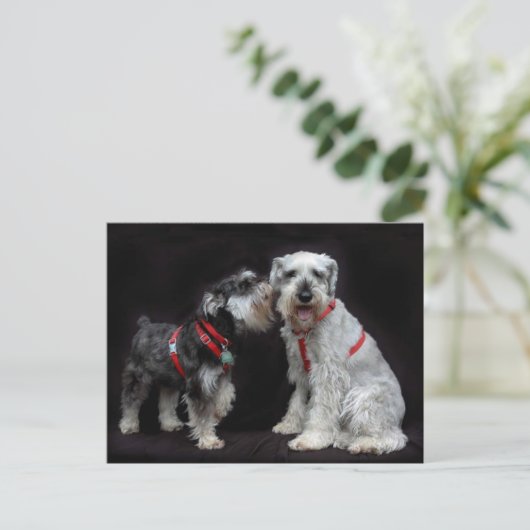 Postkarte von zwei Schnauzers (Stehend Vorderseite)