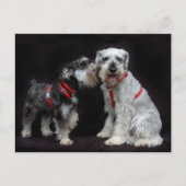 Postkarte von zwei Schnauzers (Vorderseite)