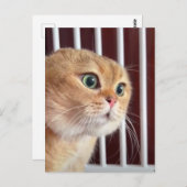 Postkarte Vortrag Katzen (Vorne/Hinten)