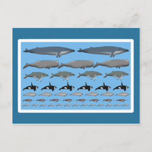 Postkarte "Wale"