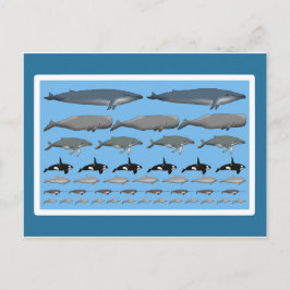 Postkarte "Wale"