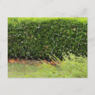 Postkarte - Web der Natur