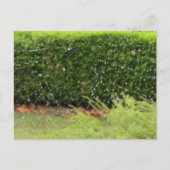 Postkarte - Web der Natur (Vorderseite)