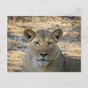 Postkarte - Weibliche afrikanische Lion in Sambia