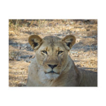 Postkarte - Weibliche afrikanische Lion in Sambia