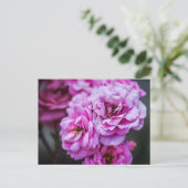 Postkarte Weiche Rosa Rosen (Stehend Vorderseite)