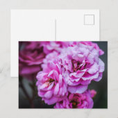 Postkarte Weiche Rosa Rosen (Vorne/Hinten)