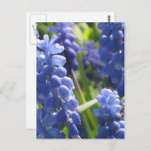 Postkarte - Weintraube Hyazinth (Vorne/Hinten)