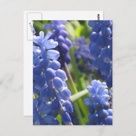Postkarte - Weintraube Hyazinth (Vorne/Hinten)