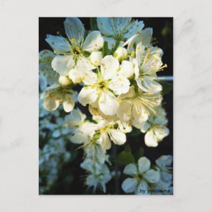 Postkarte - Weiße Blüten