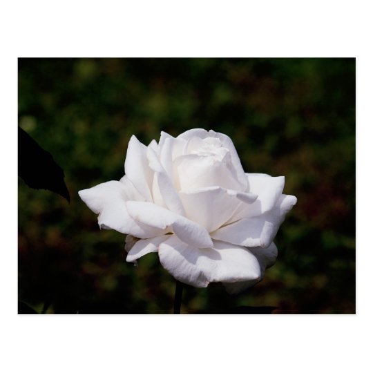 Postkarte weisse Rose