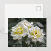 Postkarte Weiße Rose Fotografie (Vorne/Hinten)