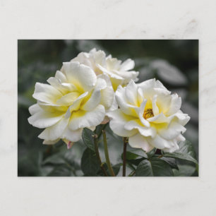 Postkarte Weiße Rose Fotografie