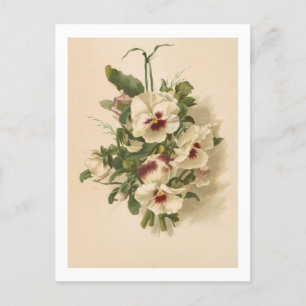 Postkarte: Weiße und Lila Stiefmütterchen Postkarte