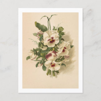 Postkarte: Weiße und Lila Stiefmütterchen Postkarte