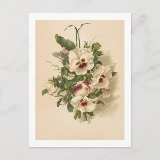 Postkarte: Weiße und Lila Stiefmütterchen Postkarte (Vorderseite)