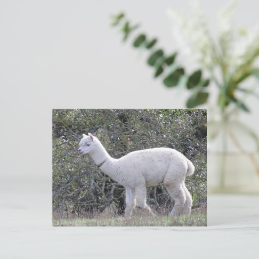 Postkarte - Weißer Alpaca (Stehend Vorderseite)