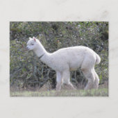 Postkarte - Weißer Alpaca (Vorderseite)
