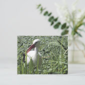 Postkarte "Weißer Storch" (Stehend Vorderseite)