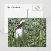Postkarte "Weißer Storch" (Vorne/Hinten)