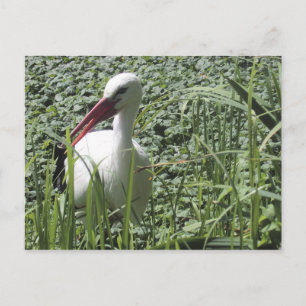 Postkarte "Weißer Storch"