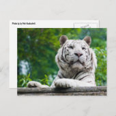 Postkarte "Weißer Tiger" (Vorne/Hinten)
