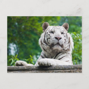 Postkarte "Weißer Tiger"