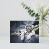 Postkarte: Weißer Tiger Postkarte (Stehend Vorderseite)