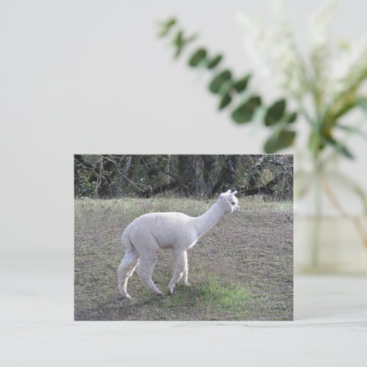 Postkarte - Weißes Alpaca im Sonnenlicht (Stehend Vorderseite)