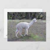 Postkarte - Weißes Alpaca im Sonnenlicht (Vorne/Hinten)