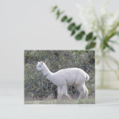 Postkarte - Weißes Alpaka (Stehend Vorderseite)