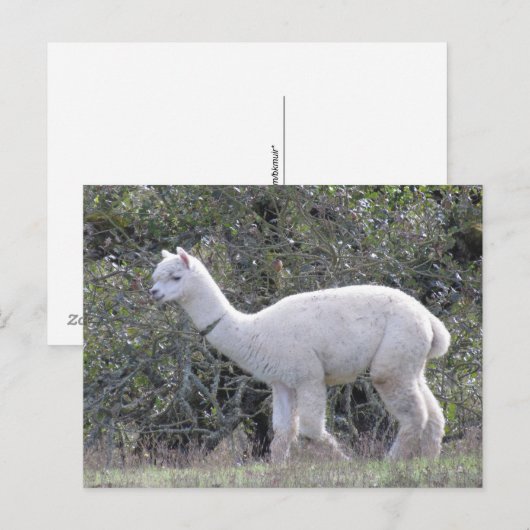 Postkarte - Weißes Alpaka (Vorne/Hinten)
