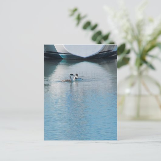 Postkarte - Western Grebe in Harbour (vrt) (Stehend Vorderseite)