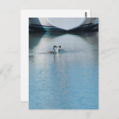 Postkarte - Western Grebe in Harbour (vrt) (Vorne/Hinten)