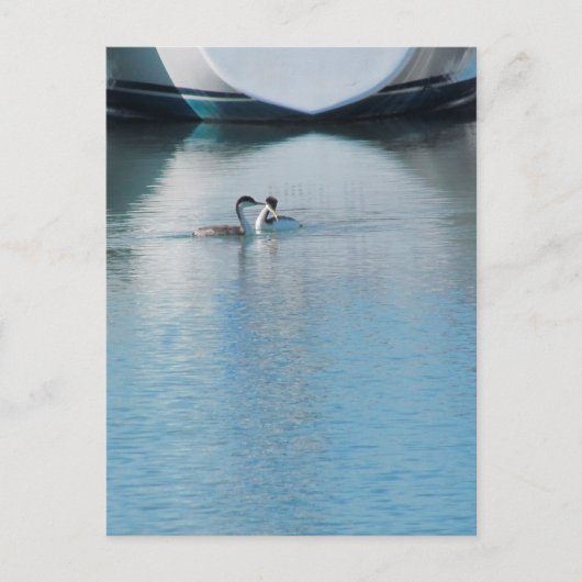 Postkarte - Western Grebe in Harbour (vrt) (Vorderseite)