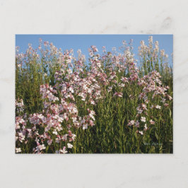 Postkarte "Wild Phlox"