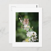 Postkarte - Wilde Maus genießt das Kirschblühen (Vorne/Hinten)