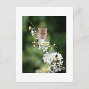 Postkarte - Wilde Maus genießt die Kirschblüte