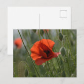 Postkarte - Wilde rote Mohnblume (Vorne/Hinten)