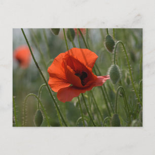 Postkarte - Wilde rote Mohnblume