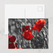 Postkarte - Wilde rote Mohnblumen (Vorne/Hinten)