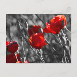 Postkarte - Wilde rote Mohnblumen