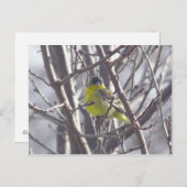 Postkarte - Wintervogel (Vorne/Hinten)
