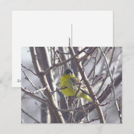 Postkarte - Wintervogel (Vorne/Hinten)