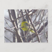 Postkarte - Wintervogel (Vorderseite)