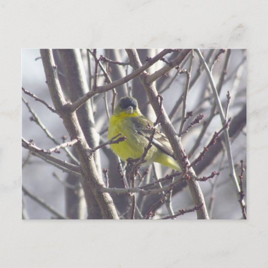 Postkarte - Wintervogel (Vorderseite)