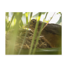 Postkarte - wissen | Nº11